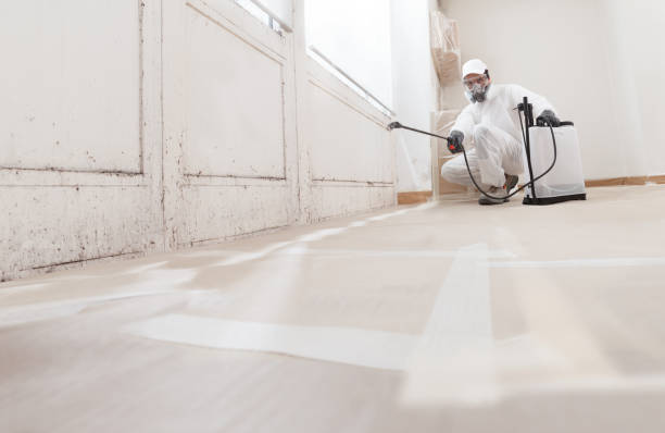 Black mold remediation team in Riverside